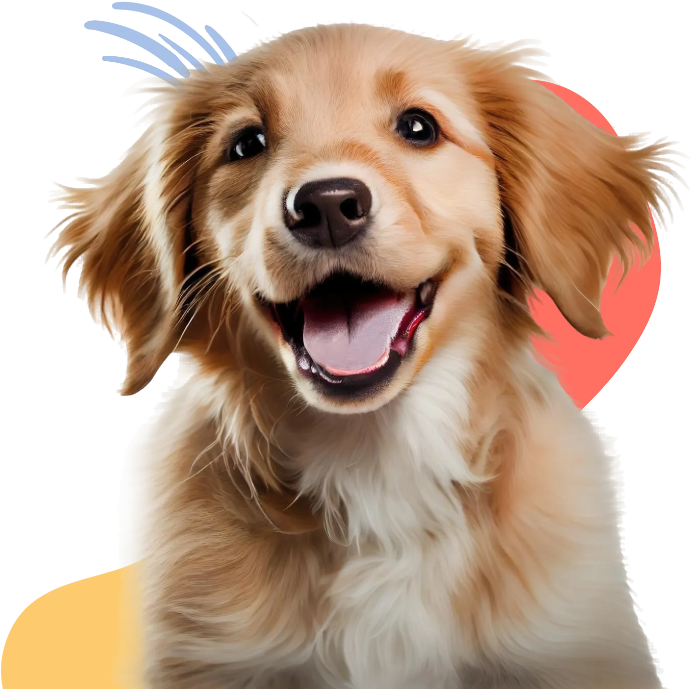 Happy, freshly groomed dog